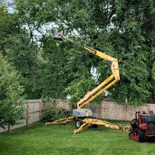 Best Fruit Tree Pruning  in Robbins, IL