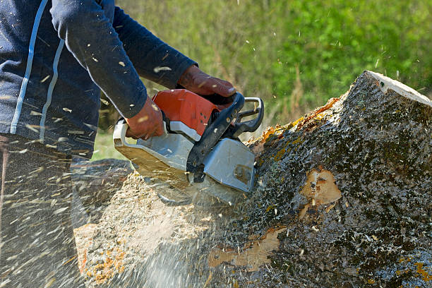 Best Commercial Tree Services  in Robbins, IL